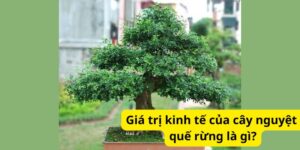 Giá trị kinh tế của cây nguyệt quế rừng là gì?