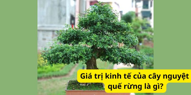 Giá trị kinh tế của cây nguyệt quế rừng là gì?