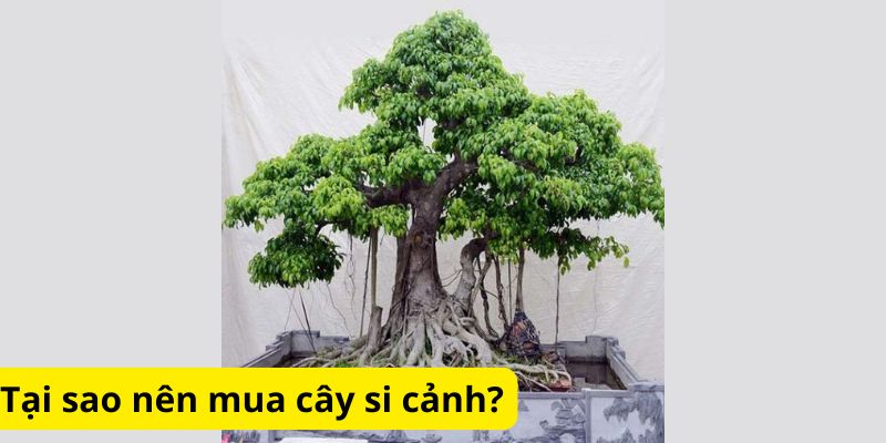 Tại sao nên mua cây si cảnh?