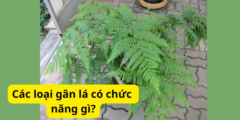 Các loại gân lá có chức năng gì?