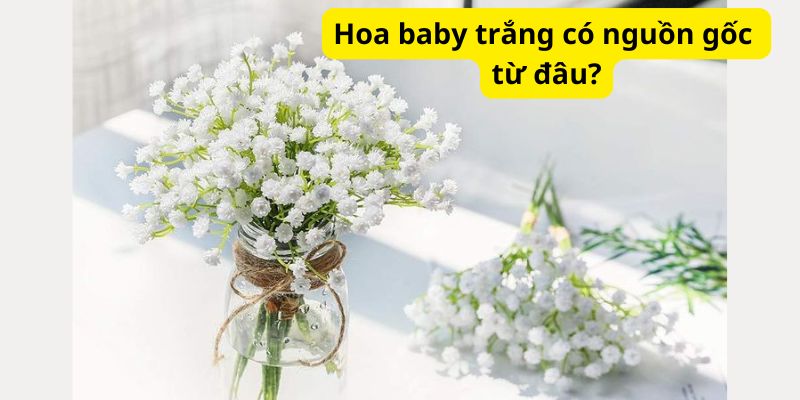 Hoa baby trắng có nguồn gốc từ đâu?