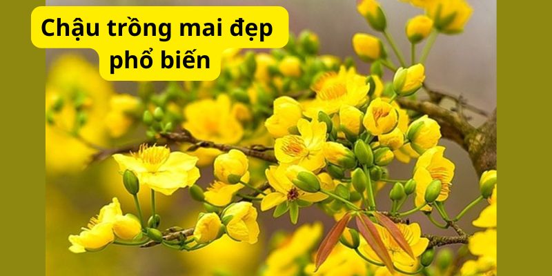 Chậu trồng mai đẹp phổ biến