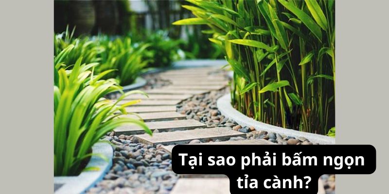 Tại sao phải bấm ngọn tỉa cành?