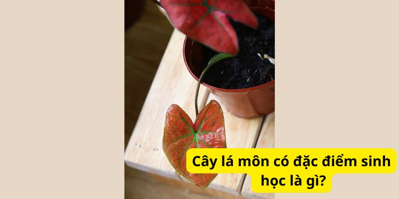 Cây lá môn có đặc điểm sinh học là gì?