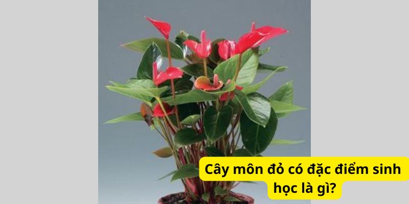 Cây môn đỏ có đặc điểm sinh học là gì?