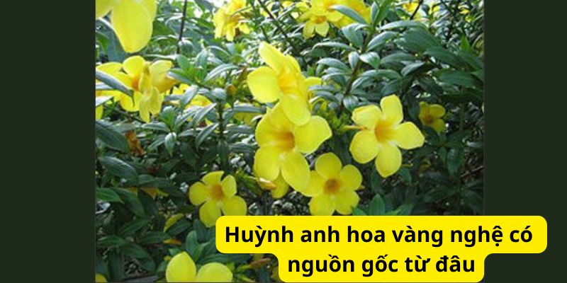 Huỳnh anh hoa vàng nghệ có nguồn gốc từ đâu