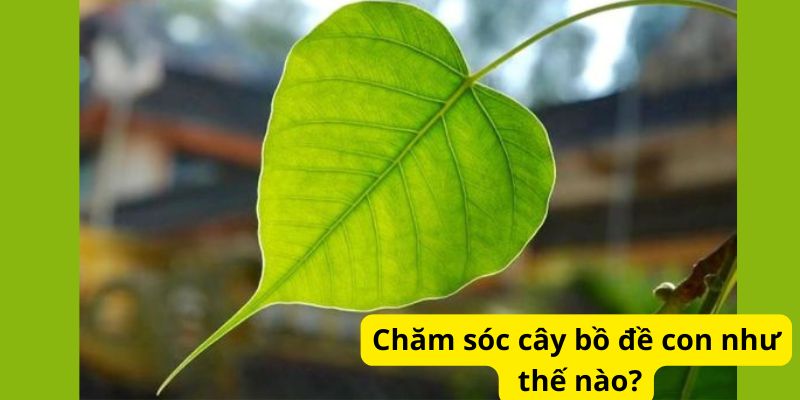 Chăm sóc cây bồ đề con như thế nào?