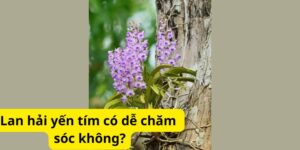 Lan hải yến tím có dễ chăm sóc không?