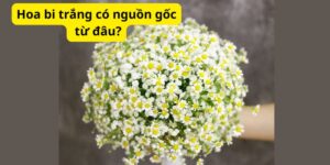 Hoa bi trắng có nguồn gốc từ đâu?