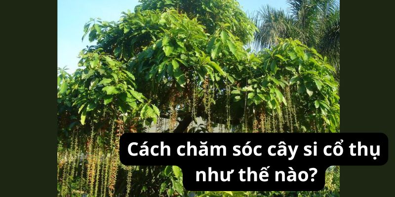 Cách chăm sóc cây si cổ thụ như thế nào?