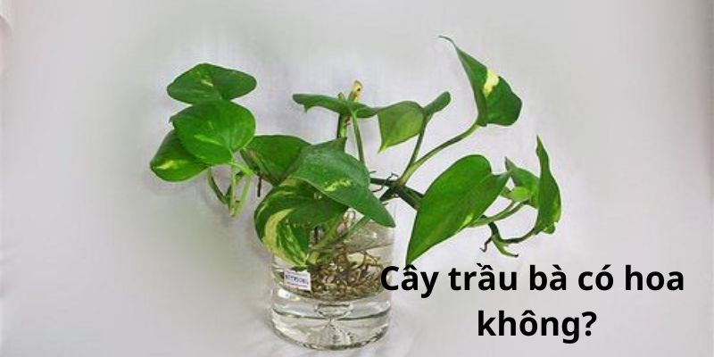 Cây trầu bà có hoa không?