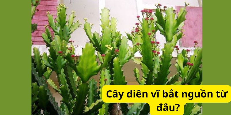 Cây diên vĩ bắt nguồn từ đâu?