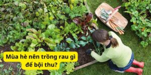 Mùa hè nên trồng rau gì để bội thu?