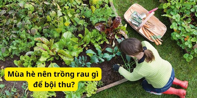 Mùa hè nên trồng rau gì để bội thu?