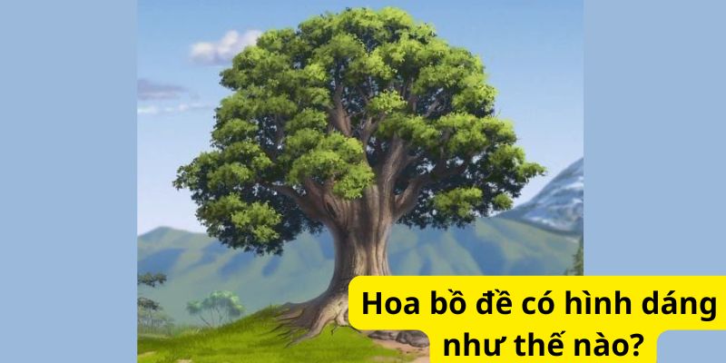 Hoa bồ đề có hình dáng như thế nào?