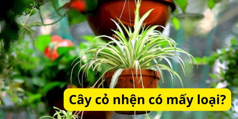 Cây cỏ nhện có mấy loại?