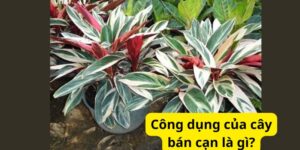 Công dụng của cây bán cạn là gì?