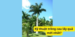 Kỹ thuật trồng cau lấy quả mới nhất?