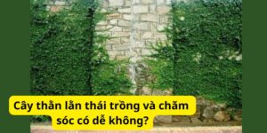 Cây thằn lằn thái trồng và chăm sóc có dễ không?