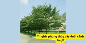 Ý nghĩa phong thủy cây duối cảnh là gì?