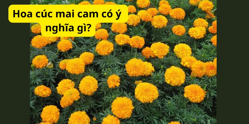 Hoa cúc mai cam có ý nghĩa gì?