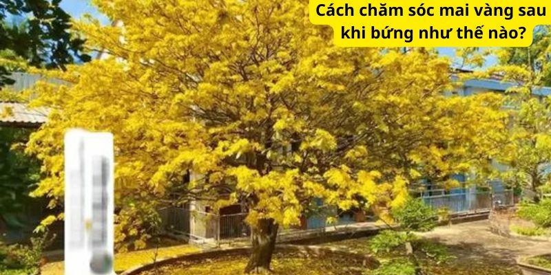 Cách chăm sóc mai vàng sau khi bứng như thế nào?