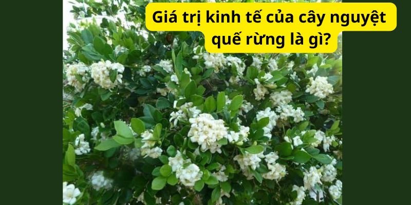 Giá trị kinh tế của cây nguyệt quế rừng là gì?