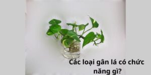 Các loại gân lá có chức năng gì?