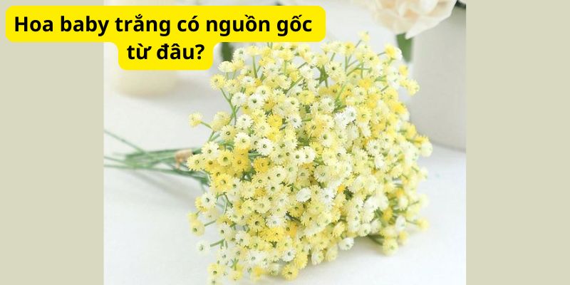 Hoa baby trắng có nguồn gốc từ đâu?