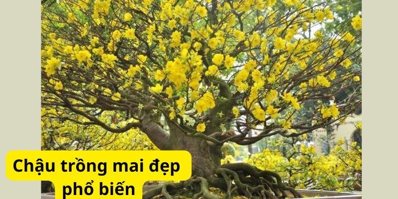 Chậu trồng mai đẹp phổ biến