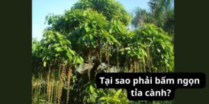 Tại sao phải bấm ngọn tỉa cành?