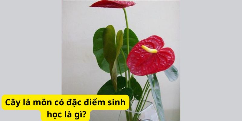 Cây lá môn có đặc điểm sinh học là gì?