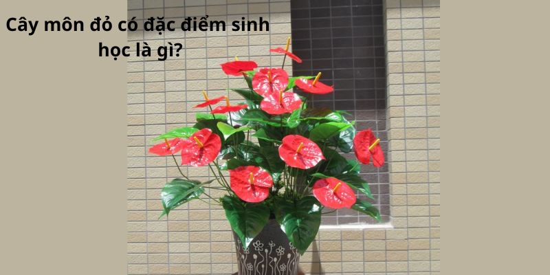 Cây môn đỏ có đặc điểm sinh học là gì?