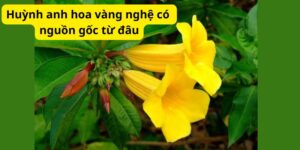 Huỳnh anh hoa vàng nghệ có nguồn gốc từ đâu