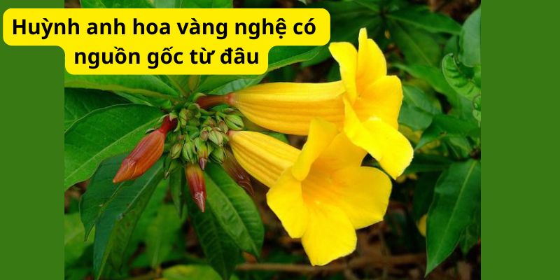 Huỳnh anh hoa vàng nghệ có nguồn gốc từ đâu