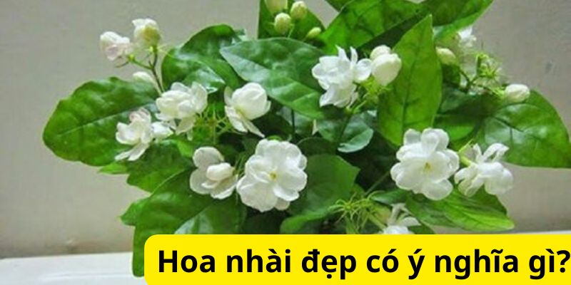 Hoa nhài đẹp có ý nghĩa gì?