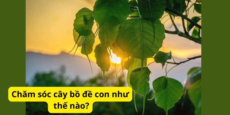 Chăm sóc cây bồ đề con như thế nào?