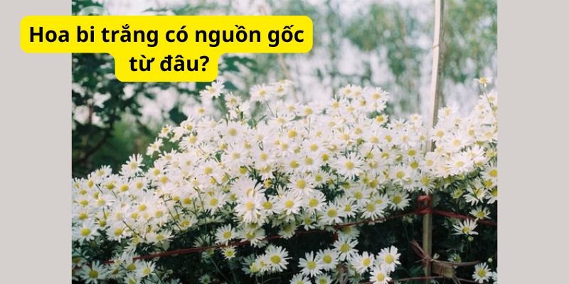 Hoa bi trắng có nguồn gốc từ đâu?