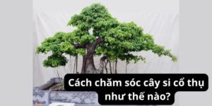 Cách chăm sóc cây si cổ thụ như thế nào?