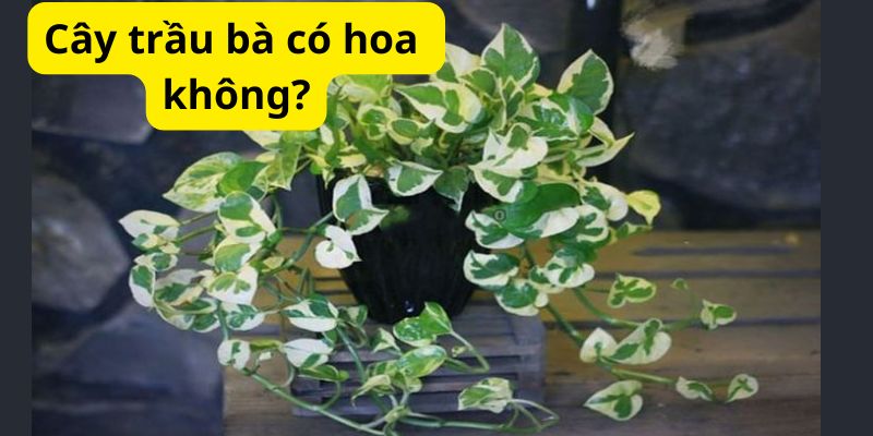 Cây trầu bà có hoa không?