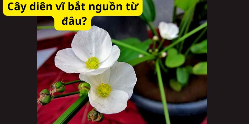 Cây diên vĩ bắt nguồn từ đâu?