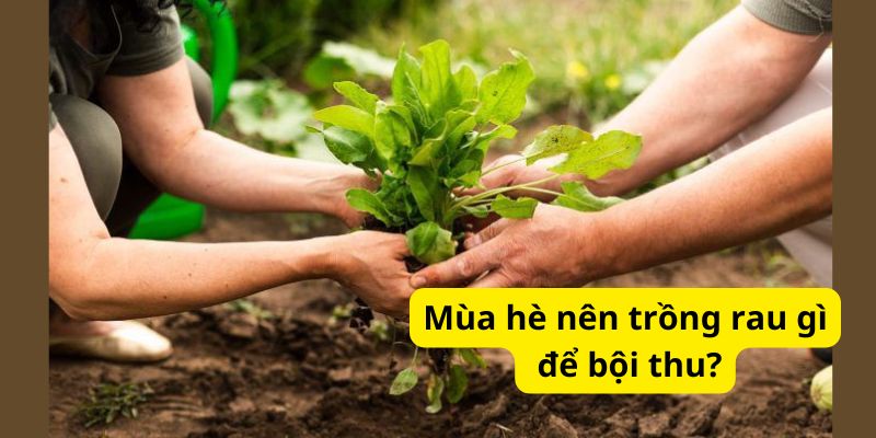 Mùa hè nên trồng rau gì để bội thu?