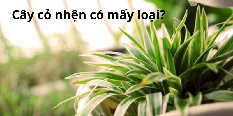 Cây cỏ nhện có mấy loại?