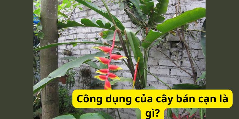 Công dụng của cây bán cạn là gì?