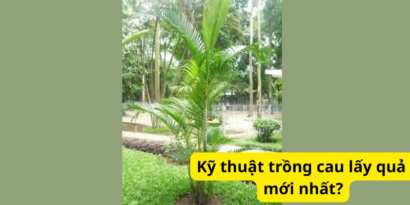 Kỹ thuật trồng cau lấy quả mới nhất?