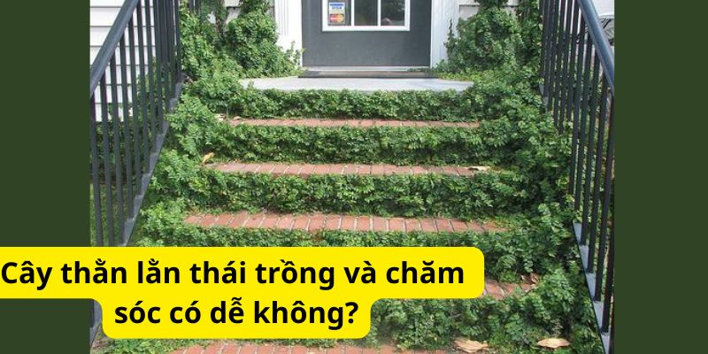 Cây thằn lằn thái trồng và chăm sóc có dễ không?