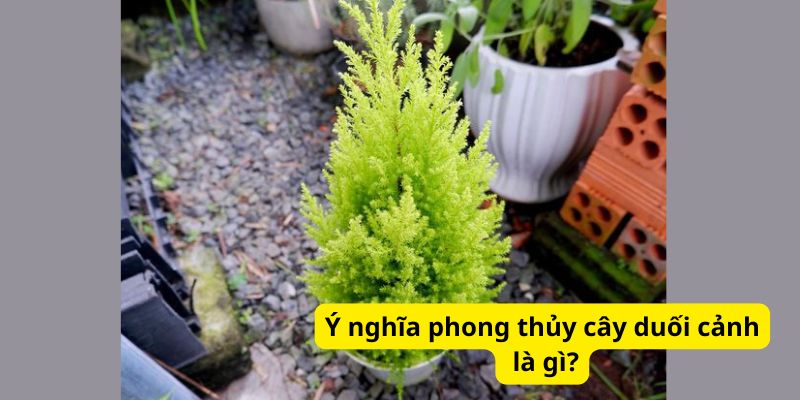 Ý nghĩa phong thủy cây duối cảnh là gì?