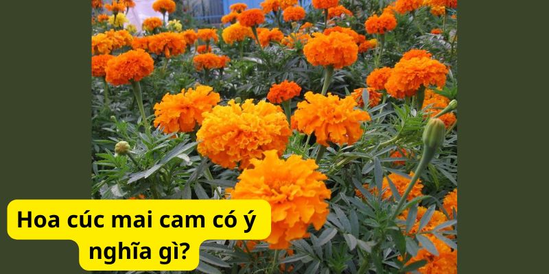 Hoa cúc mai cam có ý nghĩa gì?