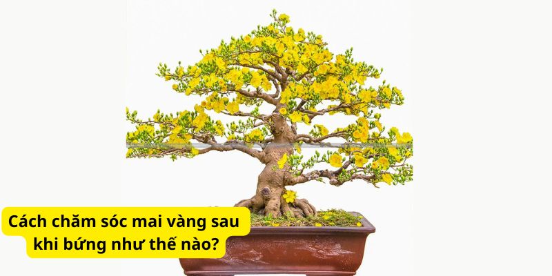 Cách chăm sóc mai vàng sau khi bứng như thế nào?