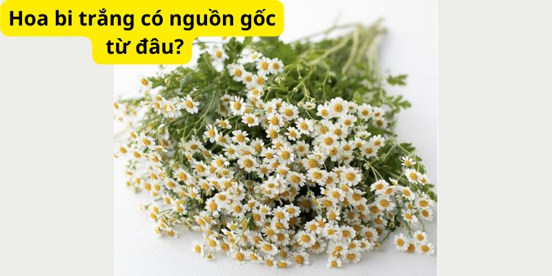 Hoa bi trắng có nguồn gốc từ đâu?